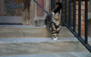 How to Clicker Train Your Cat Without Losing Your Mind