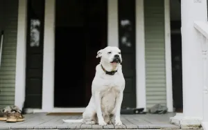 Why Your Dog Panics When You Leave—And How to Fix It