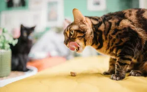 Your Indoor Cat Is Bored: How to Build a Space They'll Love