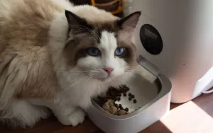 Automatic Cat Feeders: Pros, Cons, and What to Buy