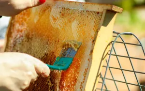 How to Make Beeswax Food Wraps That Actually Work