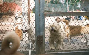 What No One Tells You About Adopting a Shelter Dog