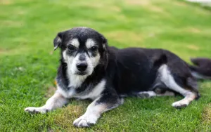 Adopting a Senior Pet: Costs, Joys, and What to Expect