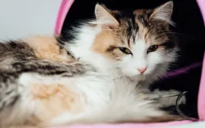 Feline UTI Symptoms: When Your Cats Litter Box Habits Change