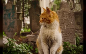 New Official Trailer for Pet Cemetery Murders Unveils Dark Secrets Ahead of HBO Max Release