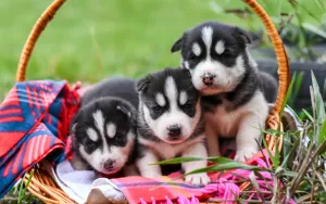 First 30 Days With a New Puppy: What to Do Each Week