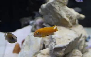 How to Lower Nitrates in an Established Aquarium
