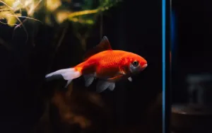 Fish Tank Setup for Beginners: What I Wish I Knew First