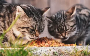 How to Switch Your Cats Food Without the Messy Aftermath