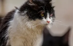 The Best Diet for Senior Cats With Kidney Disease