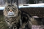 'Pet Sematary' Star Leo the Cat Has Died