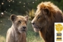 'The Lion King' Takes Home Top Honor From 2020 Visual Effects Society Awards