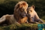'The Lion King' Score Wins Top Honor at 2020 ASCAP Screen Music Awards