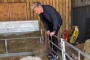 Gordon Ramsay Sparks Outrage With Lamb Slaughter TikTok Video 