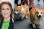 Sarah Ferguson Spoils Queen Elizabeth's Corgis 'the Most'