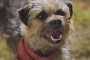'Strays' Director Uses Real Dogs for Almost Every Scene in Live-Action Canine Movie