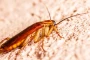 How to Keep Pests Out of Your Augusta Home This Fall