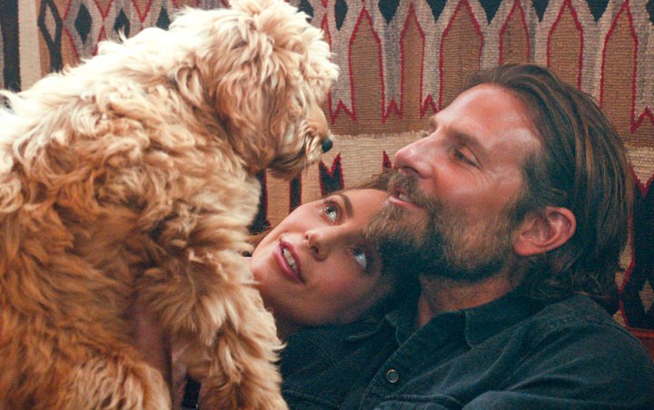 Bradley Cooper Insists No Nepotism Involved in Casting of His Dog in 'A Star Is Born'