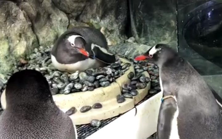 Gay Penguins in Sydney Raise a Chick as Foster Parents