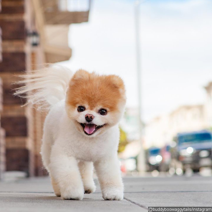 Remembering Boo, 'World's Cutest Dog,' Who Dies at 12 See the Cutest Pics