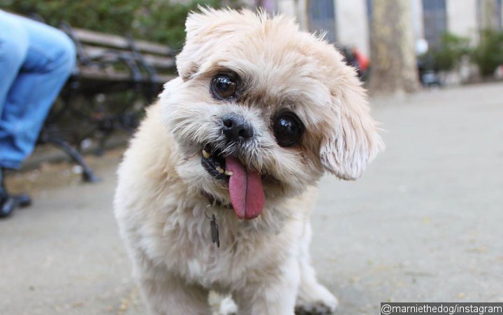 Marnie the Dog Dies Peacefully at the Age of 18