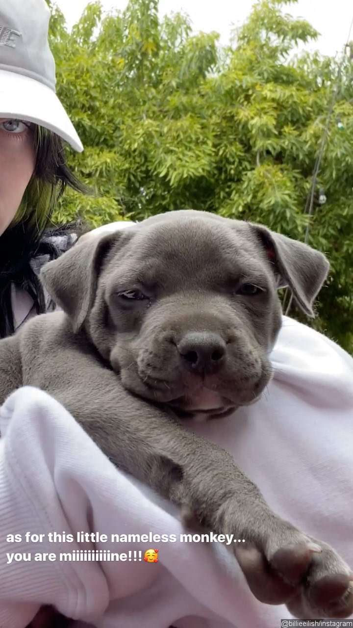 Billie Eilish Adopts a Puppy During Coronavirus Lockdown