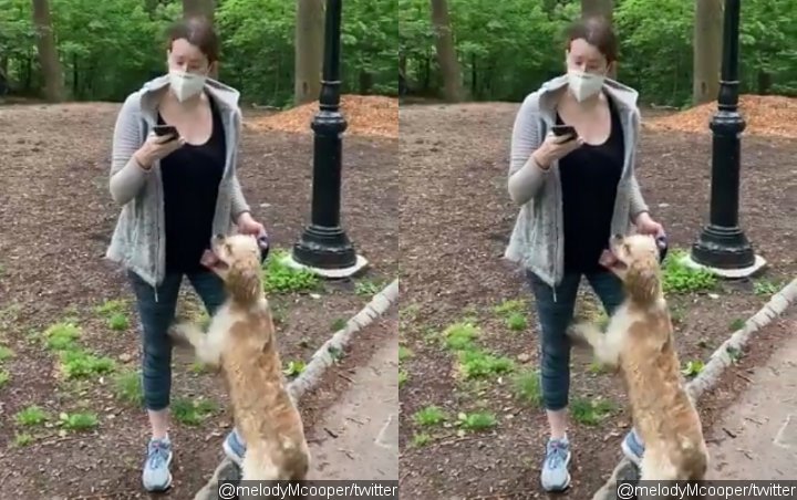 White Woman in Viral Central Park Video Fired From Work Over Racism