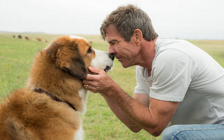 Dennis Quaid Insists Alleged Animal Abuse in His Movie 'A Dog's Purpose' Never Happened