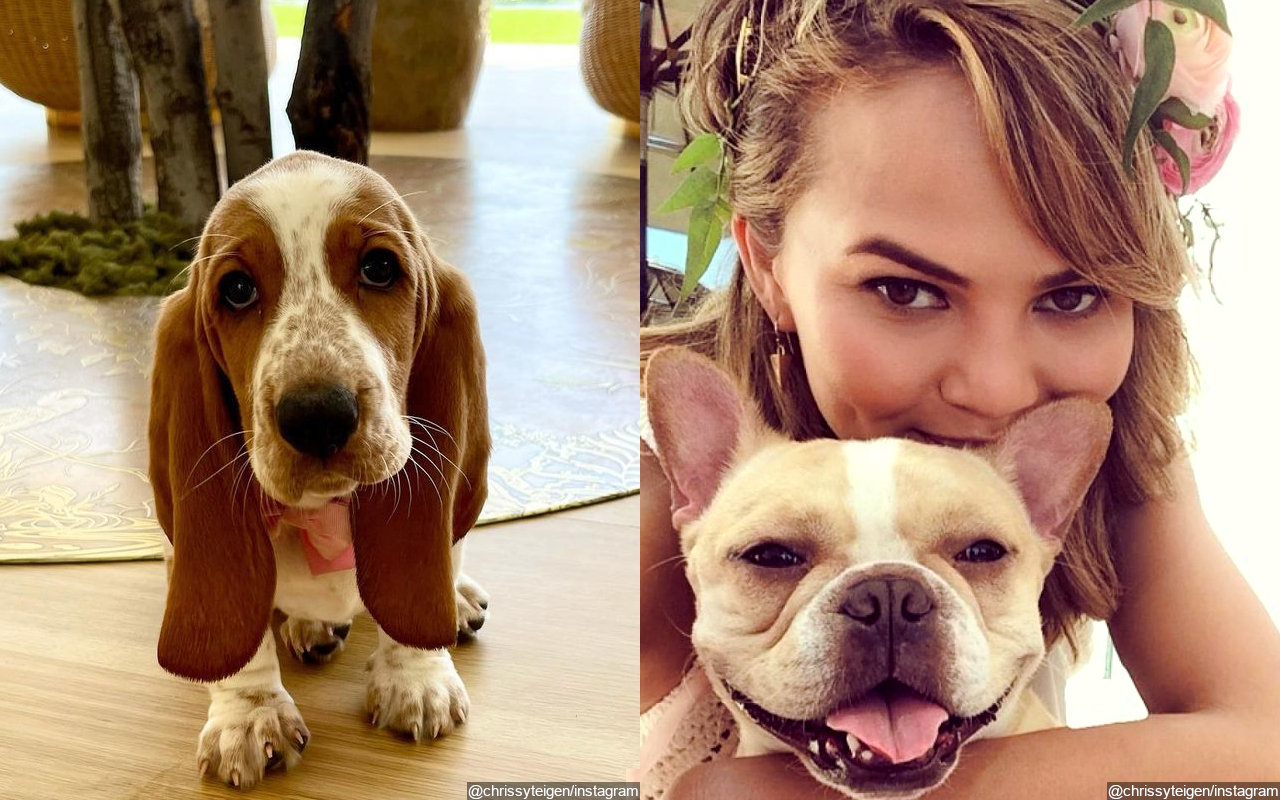 Chrissy Teigen 'in Love' With Her New Dog Pearl After French Bulldog Pippa Died 