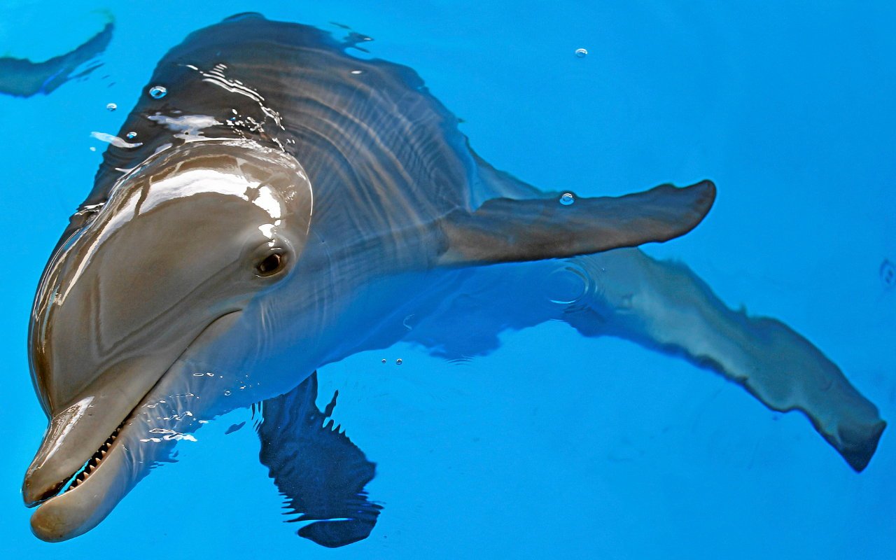 Winter, Star of 'Dolphin Tale', Dies at 16 After Battling Gastrointestinal Infection