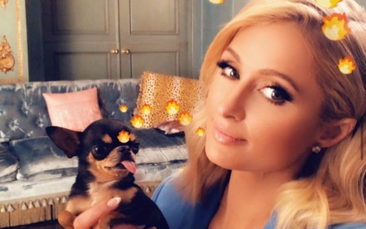 Paris Hilton Pleads for Return of Missing Dog After Psychics Tells Her Canine Is Still Alive