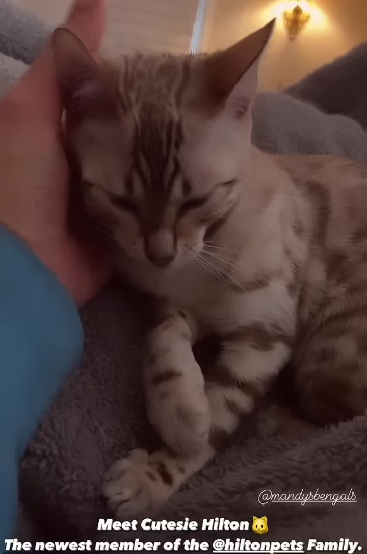 Paris Hilton introduces her new pet