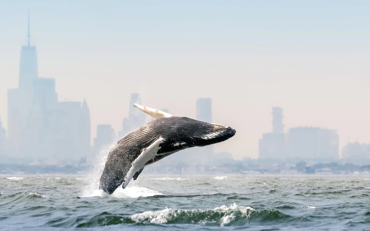 Blue Planet III Embraces Cloudier Footage to Combat AI Doubts and Prove Authenticity