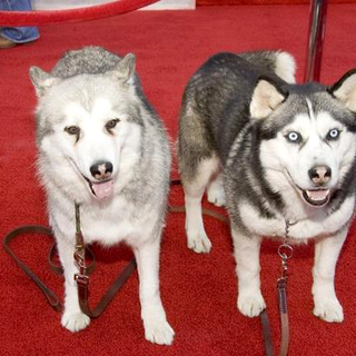 Eight Below World Premiere