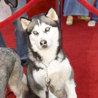 Eight Below World Premiere