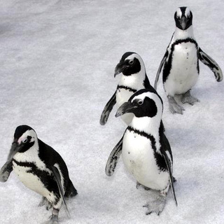 Happy Feet World Premiere