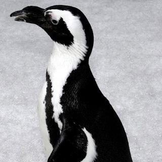 Happy Feet World Premiere