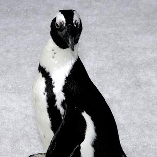Happy Feet World Premiere