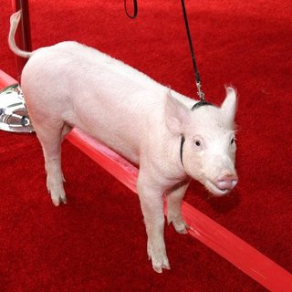 Wilbur; in Charlotte's Web Los Angeles Premiere