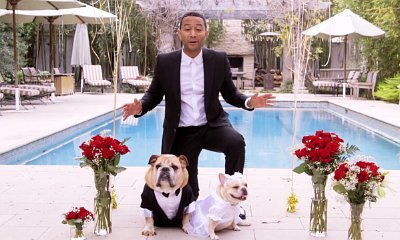 Video: John Legend Officiates Dogs' Wedding to Benefit Charity