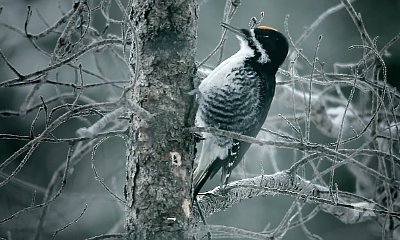 'Fargo' Debuts Wintry Teaser for Season 2