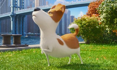 'The Secret Life of Pets' Trailer Reveals What Pets Do When You Leave Them
