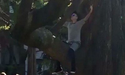 Justin Bieber Spotted Doing Some Stretching While Sitting in a Big Tree in Boston Public Garden