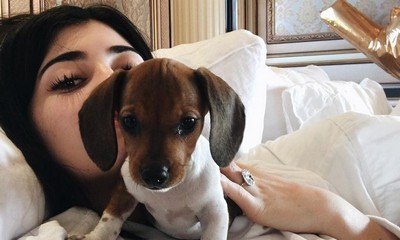 Kylie Jenner Introduces New Puppy and Birthday Collection Cosmetics