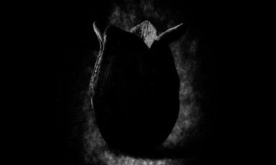 Alien Xenomorph Egg