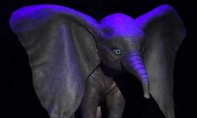 'Dumbo' Reveals First Look at Blue-Eyed Elephant and Shares On-Set Photo