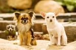'Beverly Hills Chihuahua' Took 2009 Imagen Awards' Top Honor