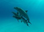 'The Cove' Filmmakers Come Under Fire From Japanese Authorities
