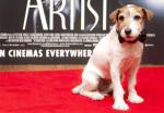 'The Artist' Famous Dog Star Uggie to Retire From Acting at 10