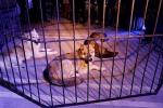 PETA Slams 'Breaking Dawn Part II' Organizers Over Caged Wolves at Premiere After-Party